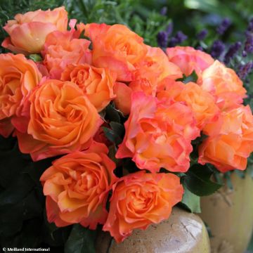 Roseira floribunda Message d'Espoir