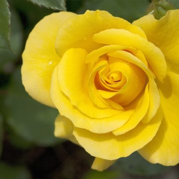 Roseira comestível Picnic