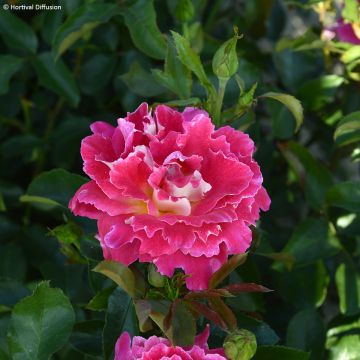 Roseira floribunda Pink Lady Ruffles