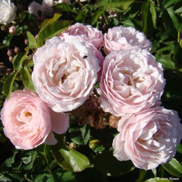 Roseira floribunda Rose de la Petite Chabotte Roseira floribunda Rose de la Petite Chabotte
