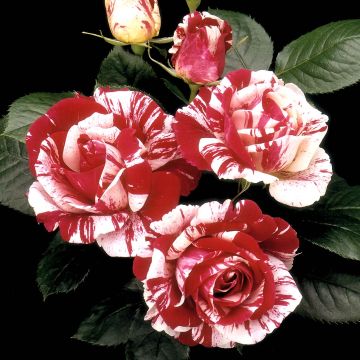 Roseira floribunda Scentimental