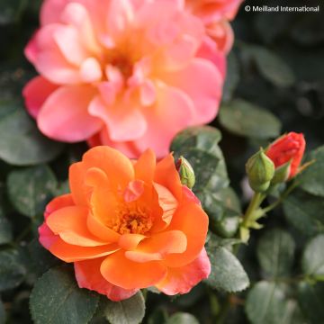 Roseira floribunda Sugar Candy Rose