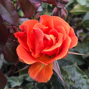 Roseira floribunda Tatton