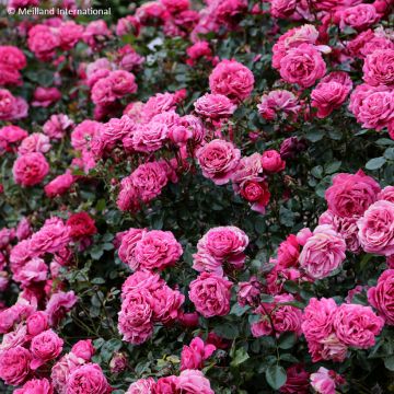 Roseira de flor grande Alexandre Astier