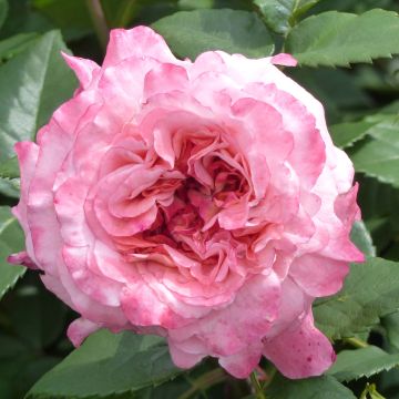 Roseira de flor grande Augusta Luise