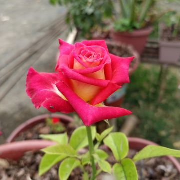 Roseira de flor grande Bicolette