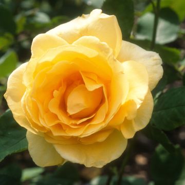 Roseira de flor grande Casanova Roseira de flor grande Casanova