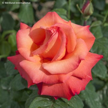 Roseira de flor grande Christophe Colomb Roseira de flor grande Christophe Colomb