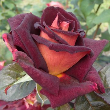 Roseira de flor grande Black Gold (Garden Director Bartje Miller)
