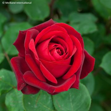 Roseira de flor grande Edith Piaf Roseira de flor grande Edith Piaf