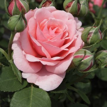 Roseira de flor grande Elaine Paige - Rosa