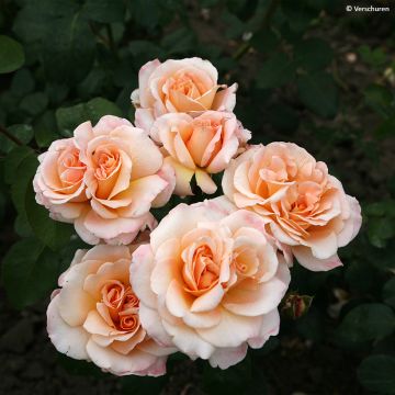 Roseira de flor grande Eleganza Antique Oh Happy Day