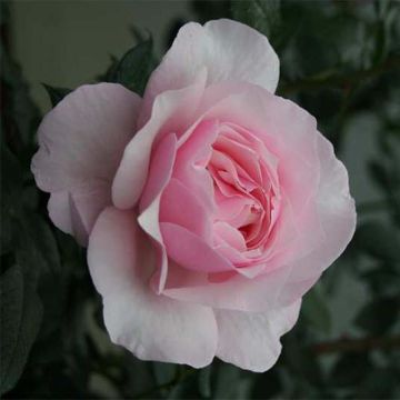 Roseira de flor grande Gilles de Brissac