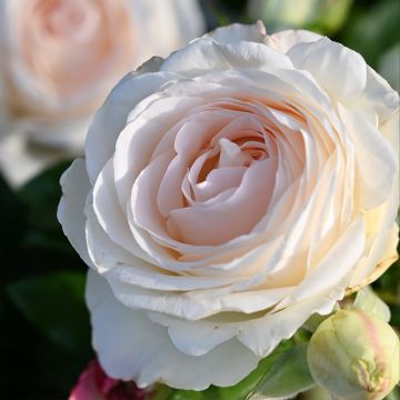 Roseira de flor grande Holiday Island Key Largo Roseira de flor grande Holiday Island Key Largo