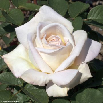 Roseira de flor grande Jardins de Bagatelle