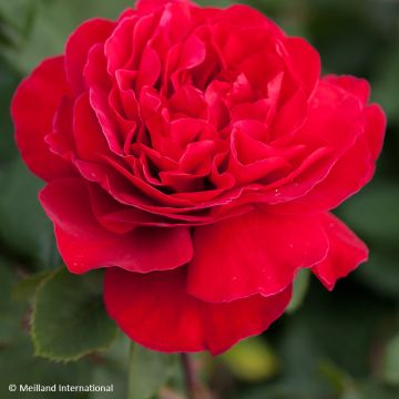 Roseira de flor grande Red Perfumella