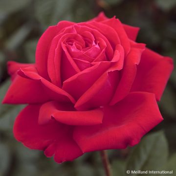 Roseira de flor grande Marylou