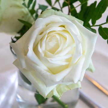 Roseira de flor grande Mission Patrimoine