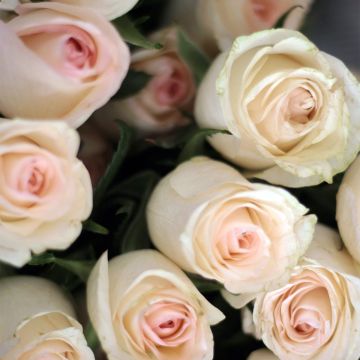 Roseira de flor grande Niharika