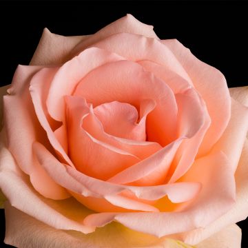 Roseira de flor grande Over the Moon