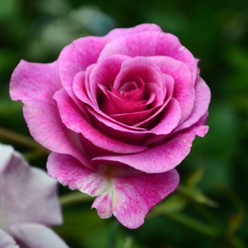 Roseira de flor grande Perfume Factory