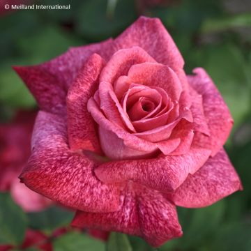 Roseira de flor grande Pierre Cardin