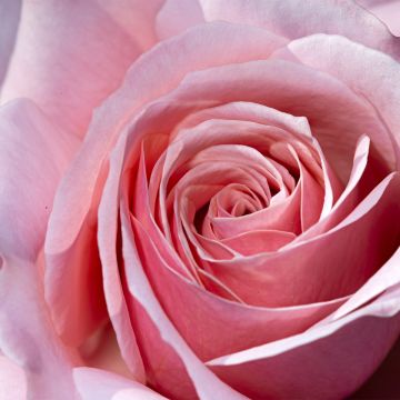 Roseira de flor grande Pierre de Luxembourg