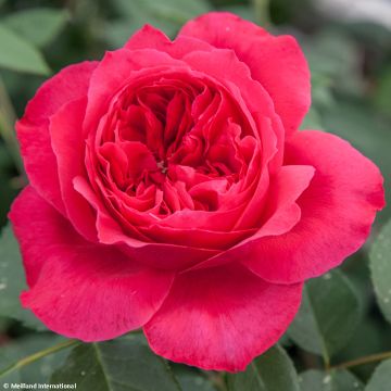 Roseira de flor grande Ruban Rouge