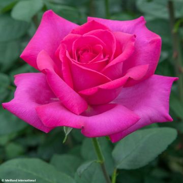 Roseira de flor grande Velasquez