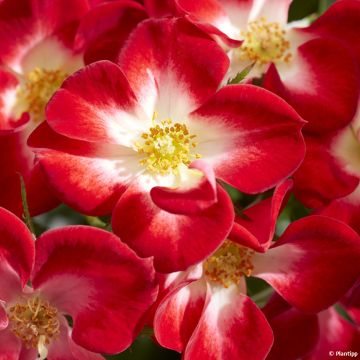 Roseira de pátio Everglow Ruby