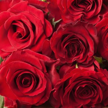 Roseira comestível Romantic Date® Bio