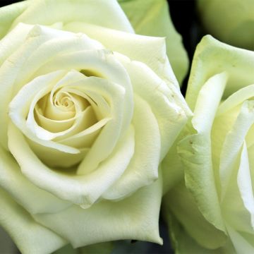 Roseira comestível Tiramisu Bio