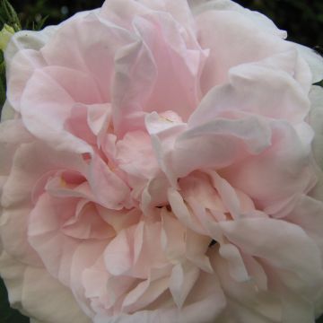 Roseira antiga Great Maiden's Blush