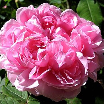 Roseira antiga Jacques Cartier