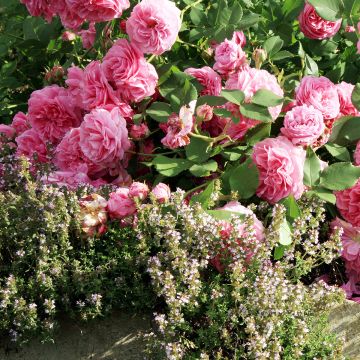 Roseira antiga Louise Odier