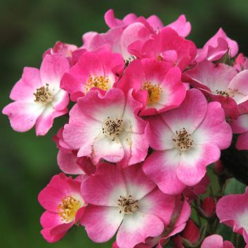 Roseira antiga Mozart