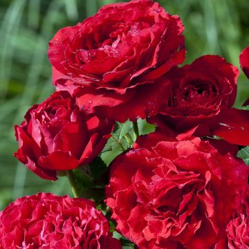 Roseira inglesa Carris (Watson)