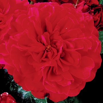 Roseira inglesa Hamlet