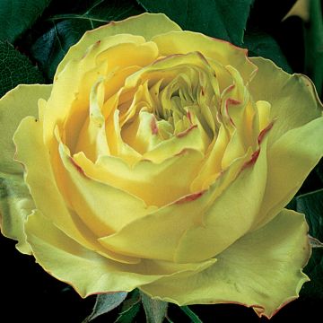 Roseira inglesa Sherwood Hareglobe