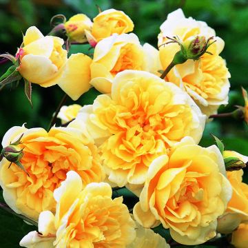 Roseira inglesa Malvern Hills