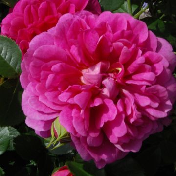 Roseira inglesa Princess Anne