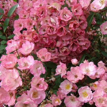 Roseira arbustiva Alden Biesen