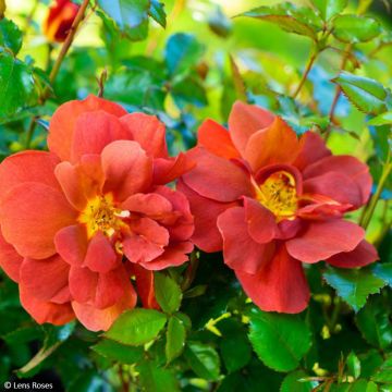 Roseira arbustiva Havanna