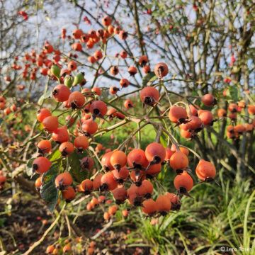 Roseira arbustiva Kathleen