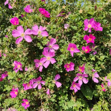 Roseira arbustiva Pink Mystery