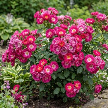 Roseira arbustiva Rosy Boom® 'Ohara' ®