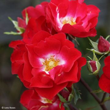 Roseira arbustiva Rosy Boom La Belle Rouge