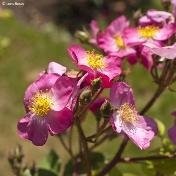 Roseira arbustiva Rosy Purple