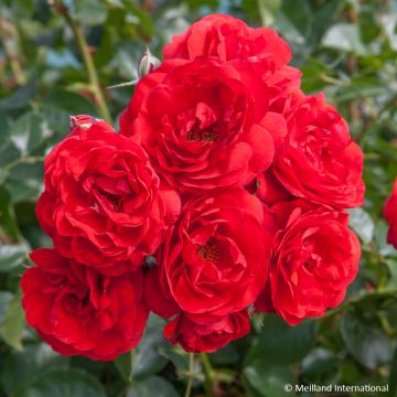 Roseira arbustiva Scarlet Bonica