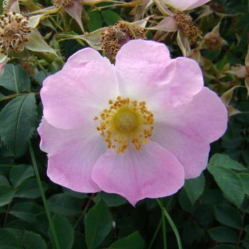Rosa pendulina Bourgogne